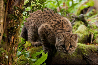 Illustration for article titled Caturday - Leopardus guigna Edition